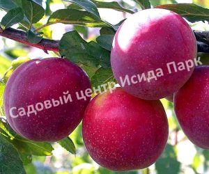 Алыча (слива) Асалода