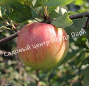 Яблоня Бессемянка Мичуринская