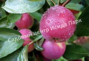 Яблоня Брусничное