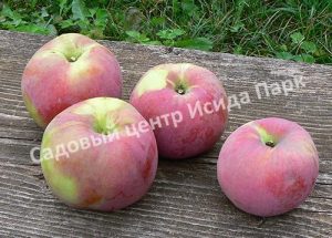 Яблоня Брянское