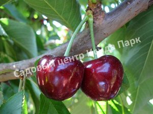 Черешня Бычье сердце (Воловье сердце)