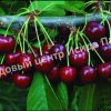 Черешня Крупноплодная 3
