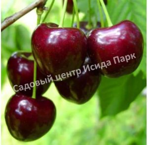 Черешня Октавия