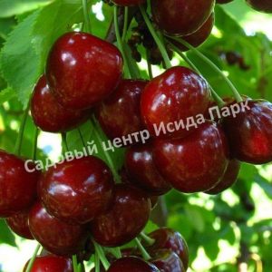 Черешня Регина