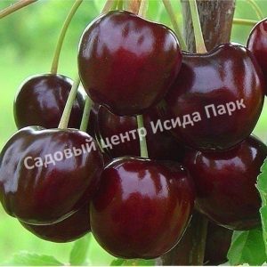 Черешня Валерия