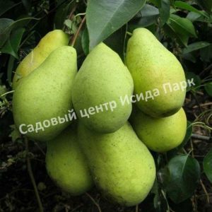 Груша Февральский сувенир