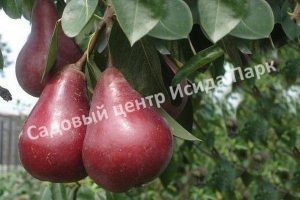 Груша Старкримсон