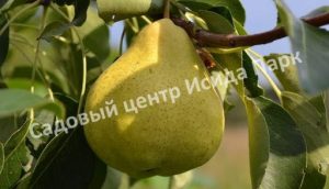 Груша Царская