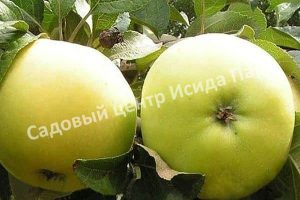 Яблоня Коштеля