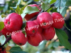 Яблоня китайка Керр