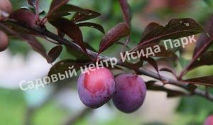 Алыча (слива) Лама