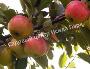 Яблоня Маяк Загорья