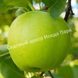 Яблоня Мутсу