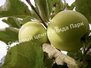 Яблоня Народное