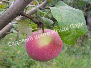 Яблоня Осенняя радость