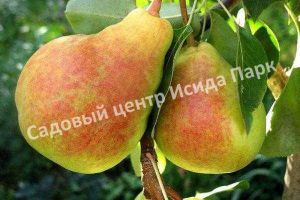 Груша Осенняя сладкая