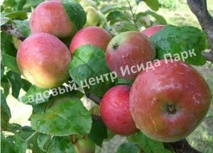 Яблоня Памяти Тихомирова