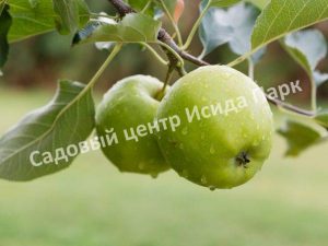 Яблоня Россиянка