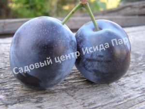Слива Блюфри