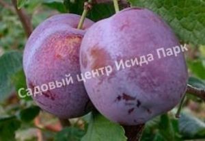 Слива Анна Шпет