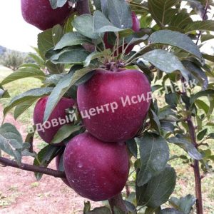 Яблоня Старкримсон