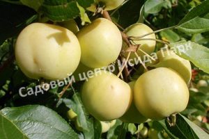 Яблоня Уральское Наливное