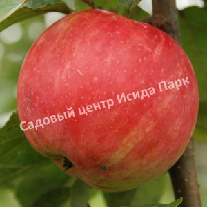 Яблоня Услада