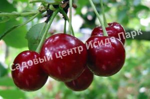 Вишня Малиновка