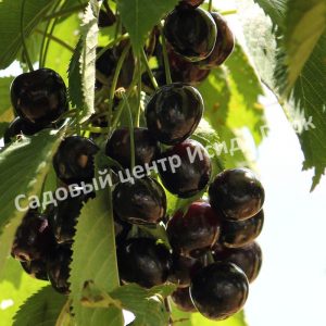 Вишня Ширпотреб черная