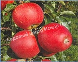 Яблоня «Элиза»