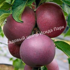 Яблоня Голубая