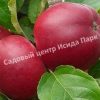 Яблоня «Подарок Графскому» 3