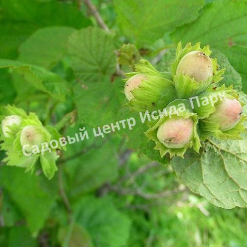 Фундук лещина Шедевр (A masterpiece) Фундук лещина Шедевр (A masterpiece)