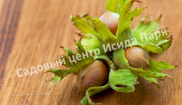 Фундук Лещина Бадиус (Badius) Фундук Лещина Бадиус (Badius)