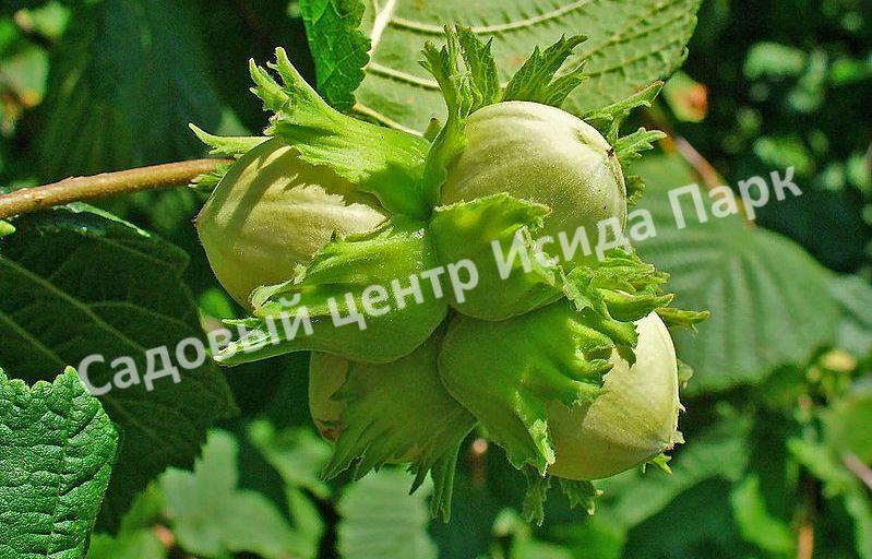 Фундук Лещина Анаклиури (Anakliuri) Фундук Лещина Анаклиури (Anakliuri)