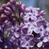 Сирень обыкновенная Джи Джей Баардс (Syringa vulgaris G.J. Baardse) 6