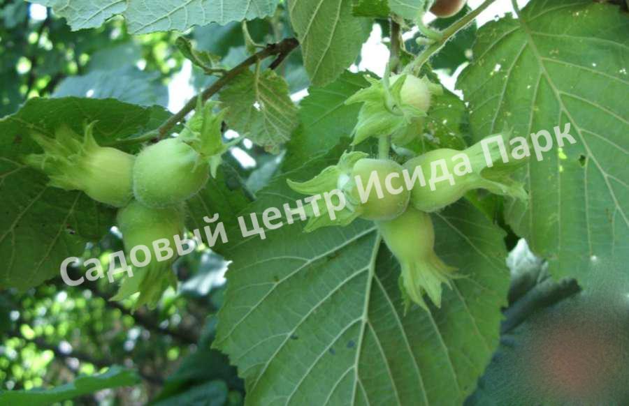 Фундук Лещина Бадиус (Badius) Фундук Лещина Бадиус (Badius)