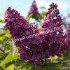 Сирень обыкновенная Джи Джей Баардс (Syringa vulgaris G.J. Baardse) 5