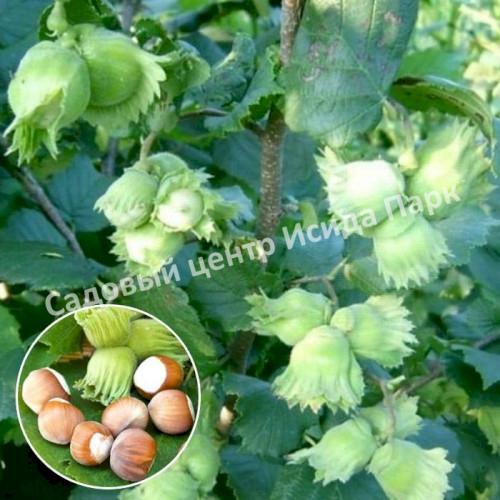 Фундук лещина Шедевр (A masterpiece) Фундук лещина Шедевр (A masterpiece)