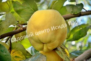 Айва Чемпион