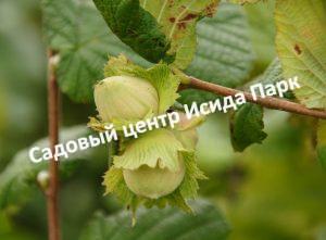 Фундук лещина Кавказ (Caucasus)