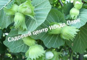 Фундук лещина Шедевр (A masterpiece)