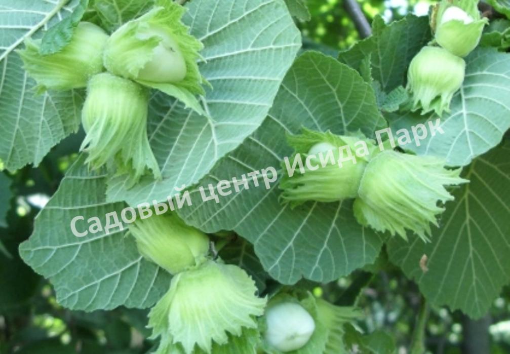 Фундук лещина Шедевр (A masterpiece) Фундук лещина Шедевр (A masterpiece)