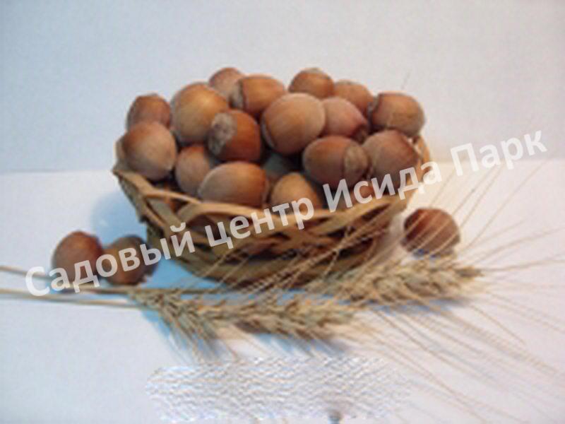 Фундук Лещина Бадиус (Badius) Фундук Лещина Бадиус (Badius)