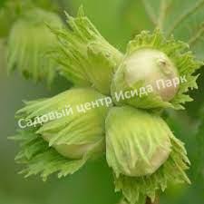 Фундук лещина Анапский (Anapsky) Фундук лещина Анапский (Anapsky)