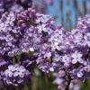 Сирень обыкновенная Джи Джей Баардс (Syringa vulgaris G.J. Baardse) 7
