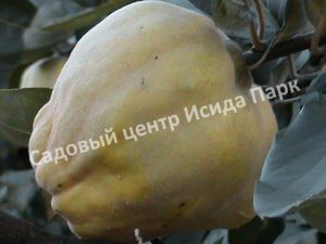 Айва Берецкая