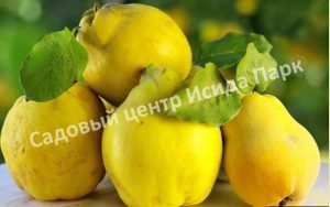 Айва Кубанская урожайная
