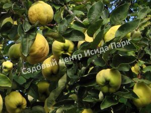 Айва Обыкновенная