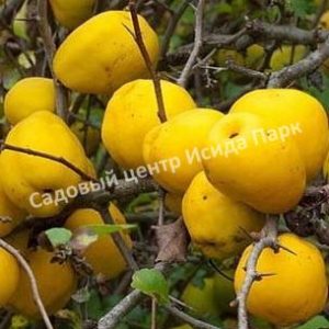Айва Мускатная